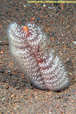 sea pen